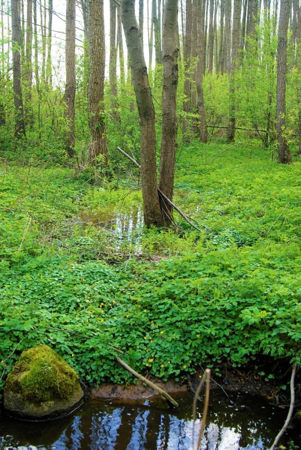 Losiowate Gospodarstwo Agroturystyczne Rybaki  Esterno foto