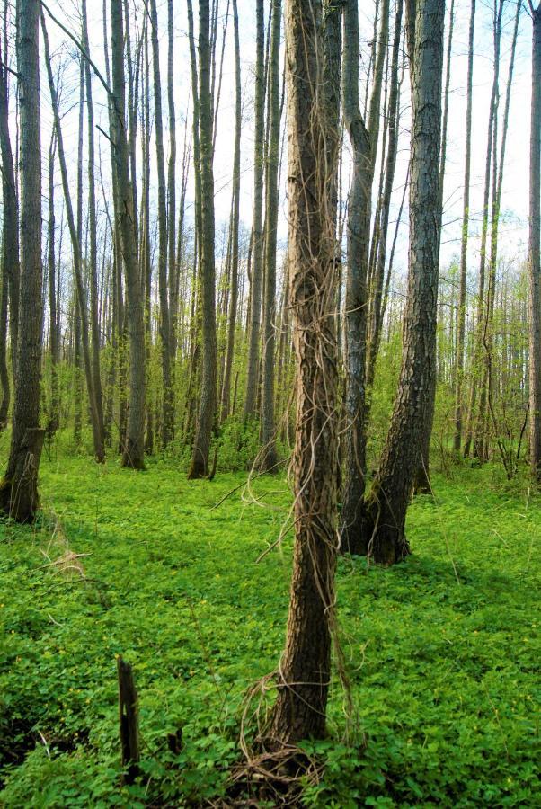 Losiowate Gospodarstwo Agroturystyczne Rybaki  Esterno foto