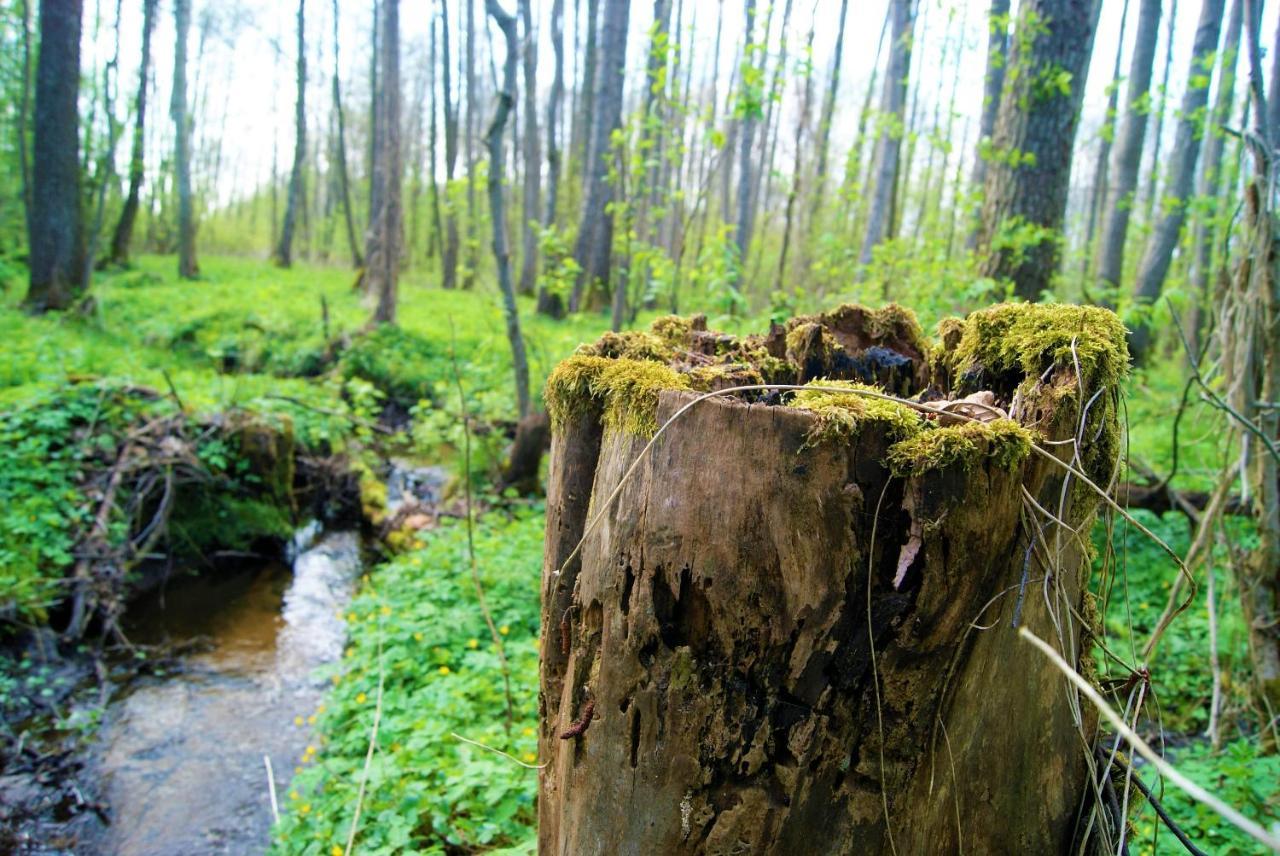 Losiowate Gospodarstwo Agroturystyczne Rybaki  Esterno foto