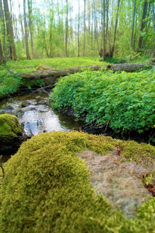 Losiowate Gospodarstwo Agroturystyczne Rybaki  Esterno foto