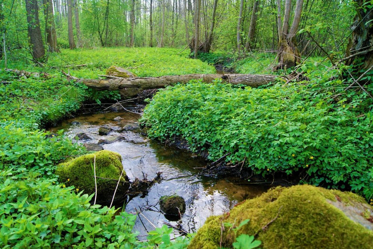 Losiowate Gospodarstwo Agroturystyczne Rybaki  Esterno foto