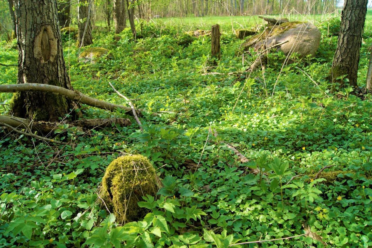 Losiowate Gospodarstwo Agroturystyczne Rybaki  Esterno foto