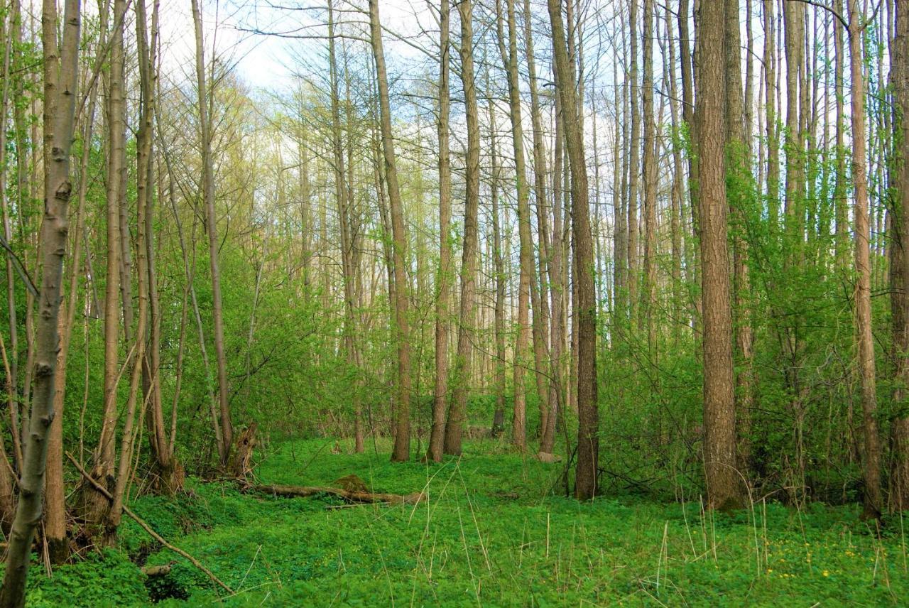 Losiowate Gospodarstwo Agroturystyczne Rybaki  Esterno foto