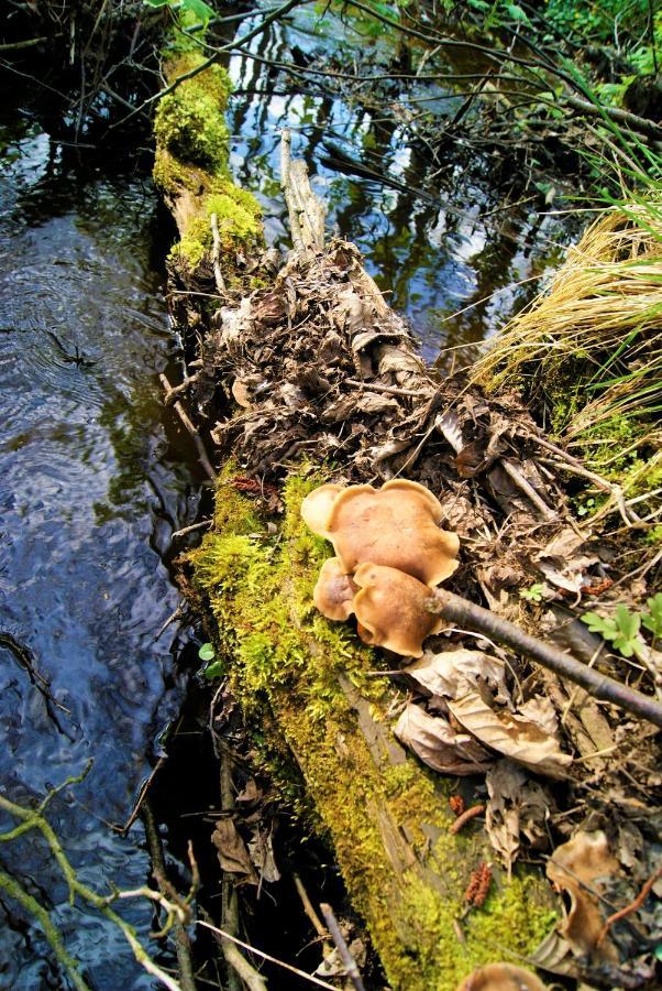 Losiowate Gospodarstwo Agroturystyczne Rybaki  Esterno foto